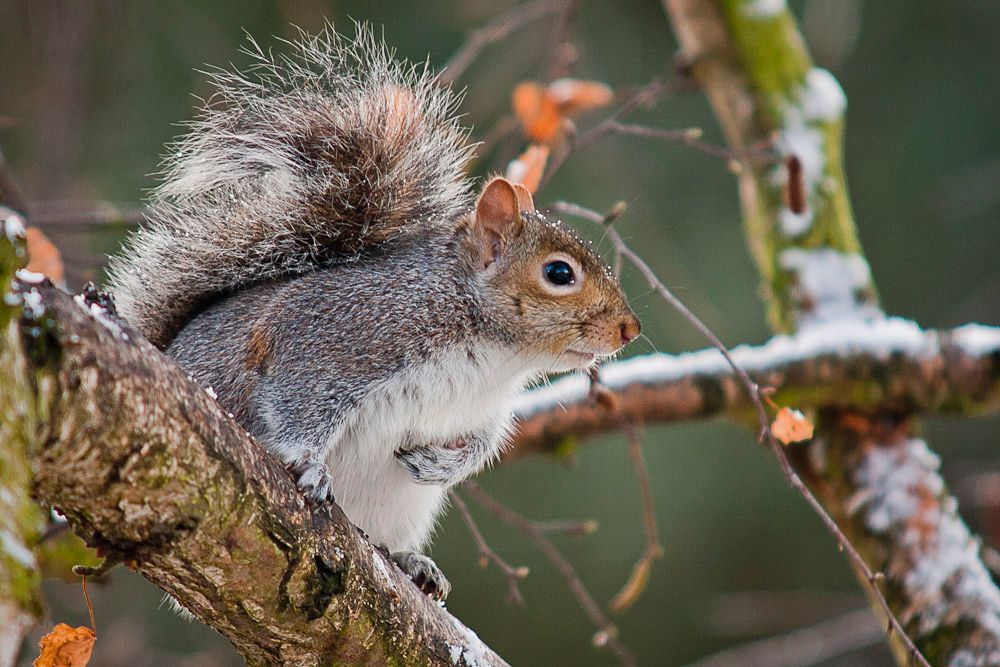 Squirrells-5-1.jpg