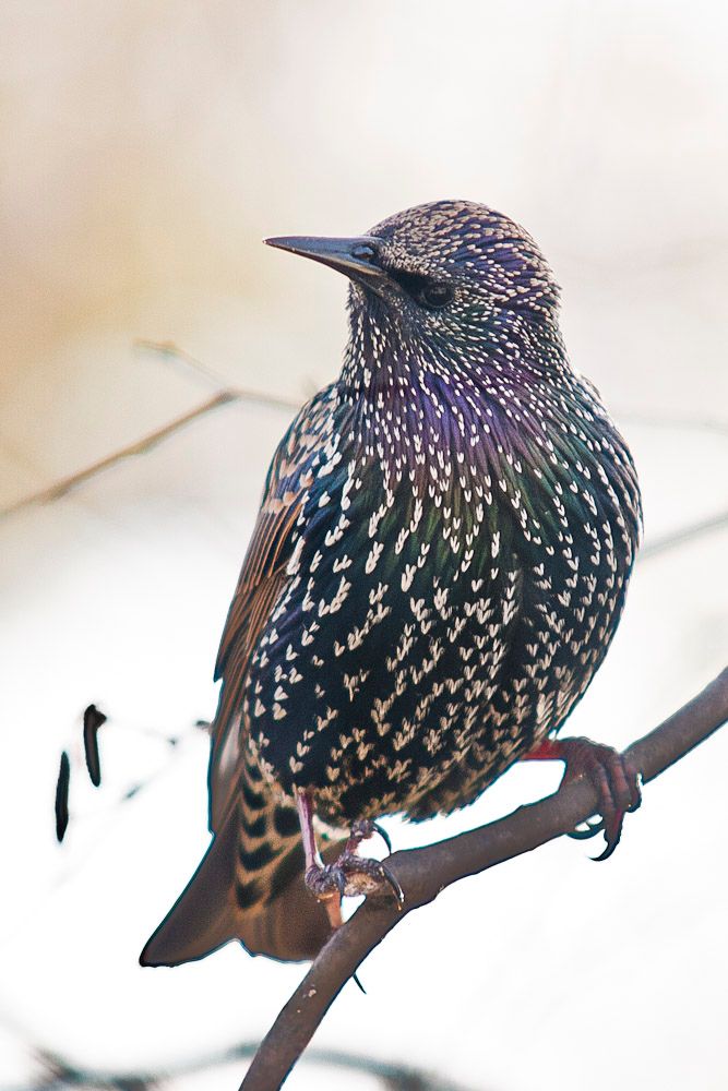 starling-1.jpg
