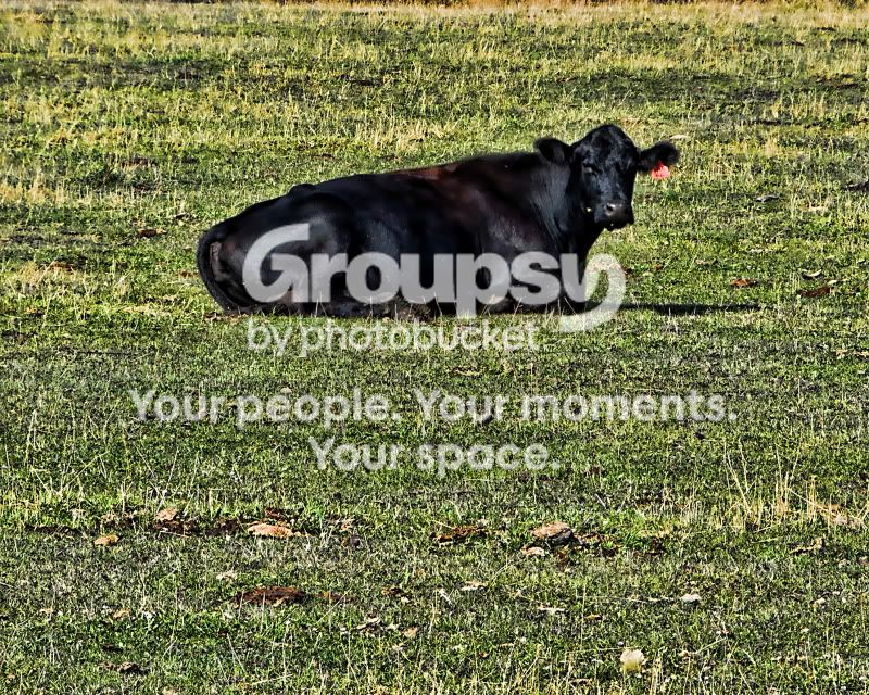cow.jpg