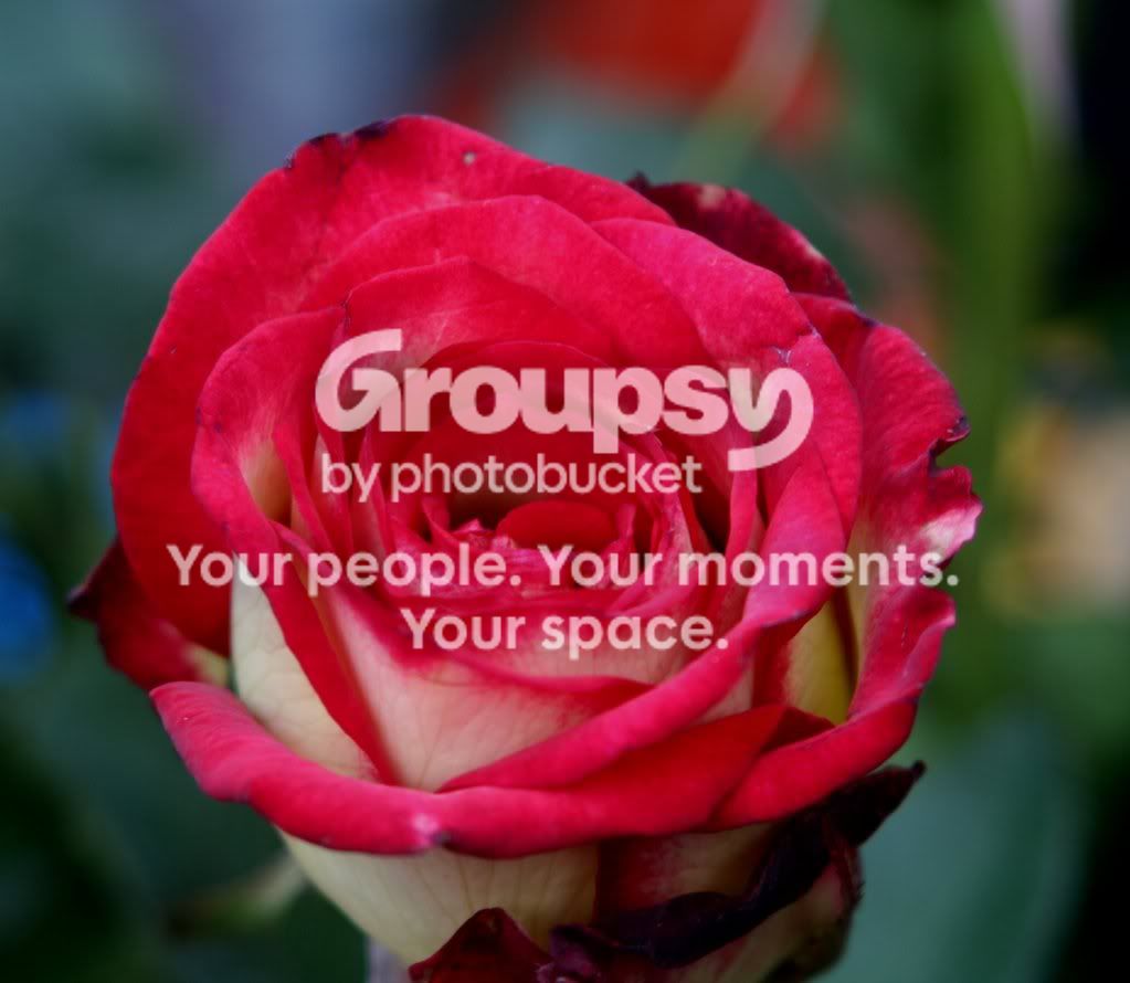 rose.jpg