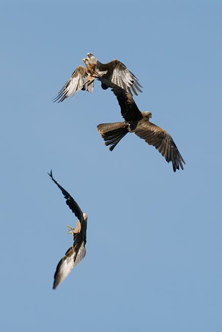 _D2N8423_3_kites.jpg