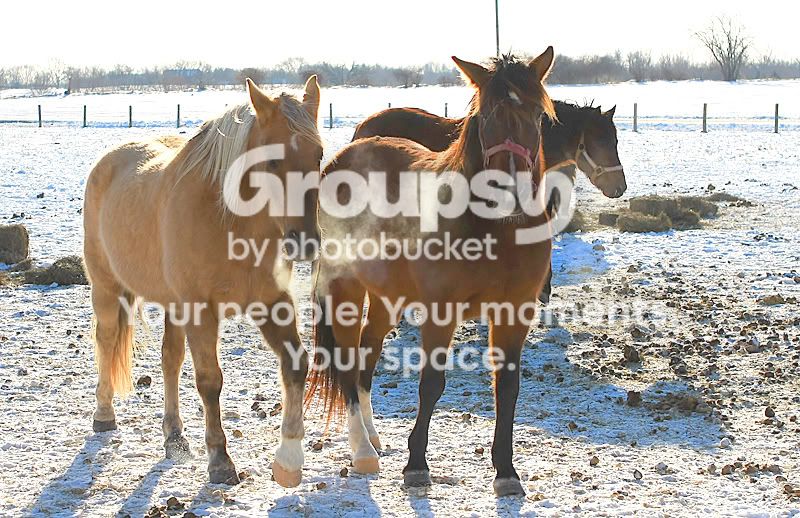 Subzerohorses001.jpg