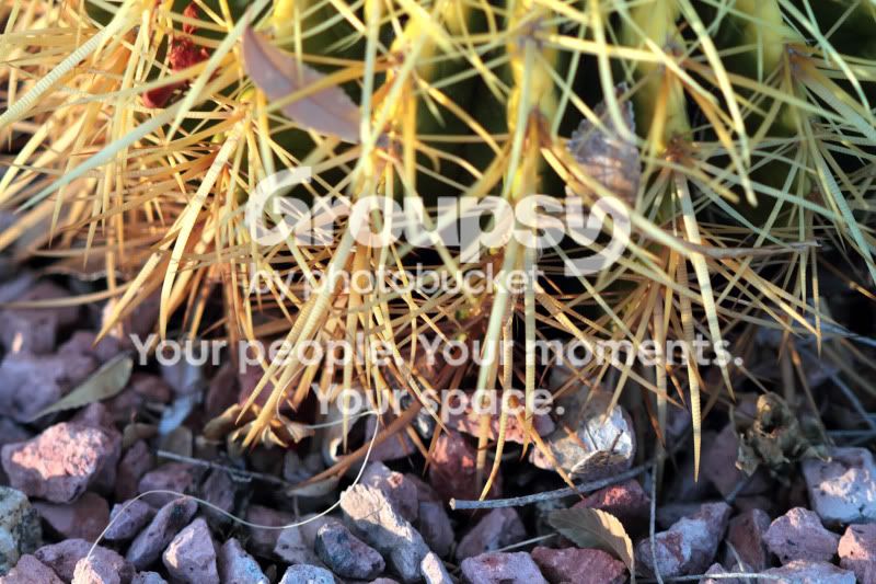 cactusTC.jpg