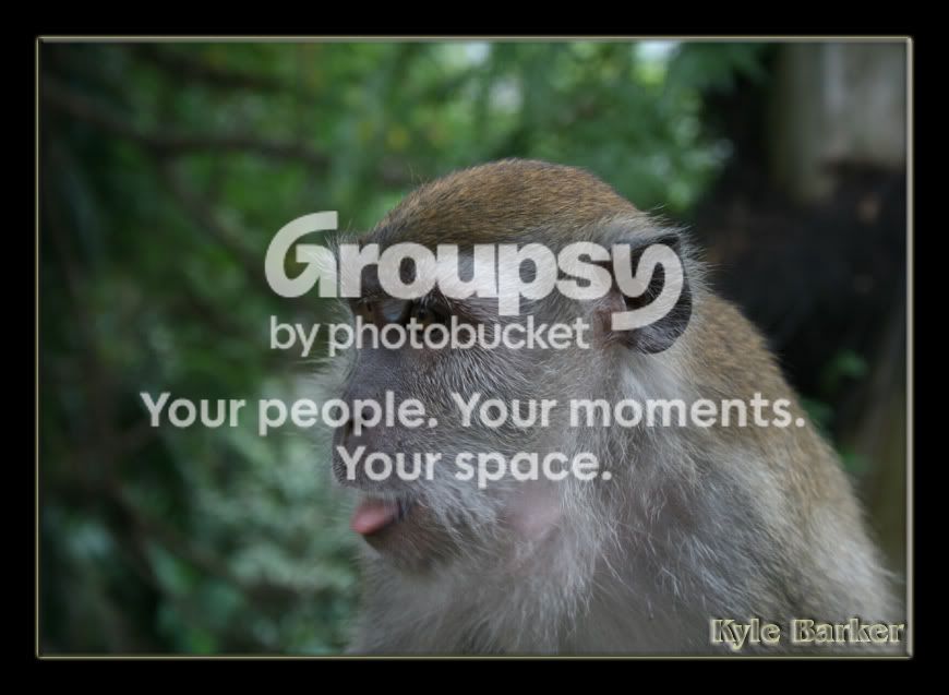 monkey4.jpg
