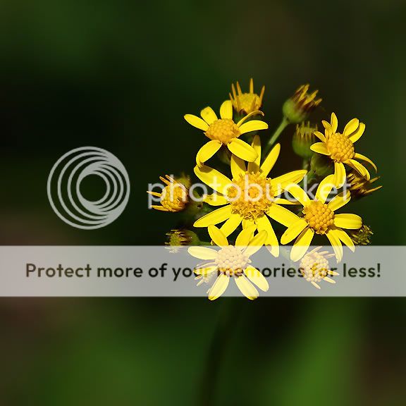 YellowFlowers.jpg
