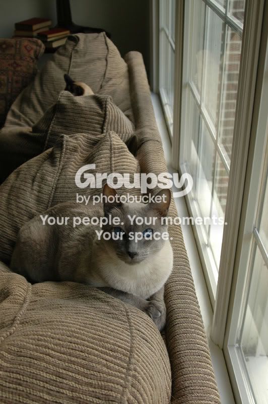 bluecat.jpg