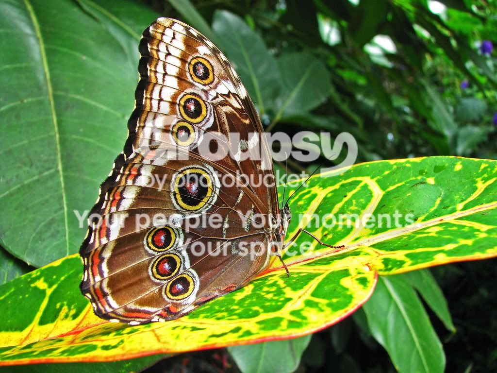 ButteryflyGardens2.jpg