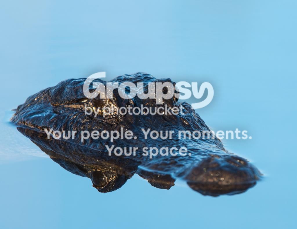 AlligatorHead1_zps4bb731c3.jpg