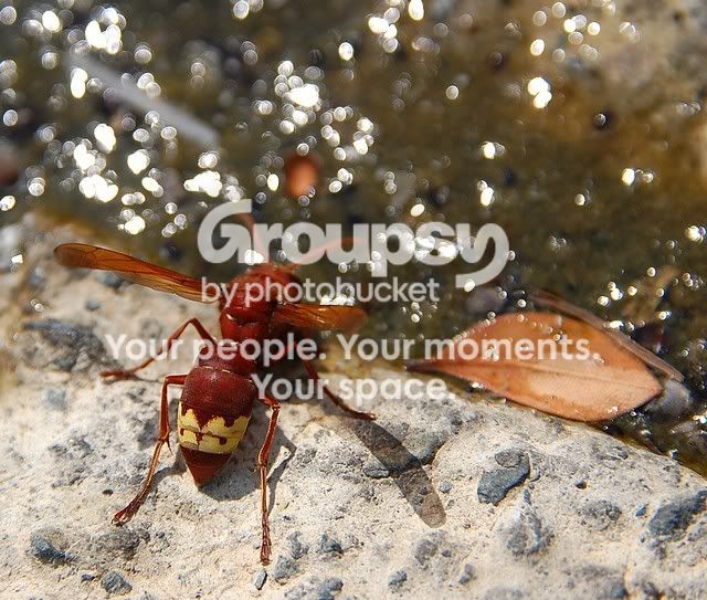 wasp40.jpg