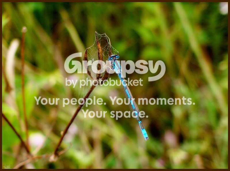 Electricbluedamselfly.jpg