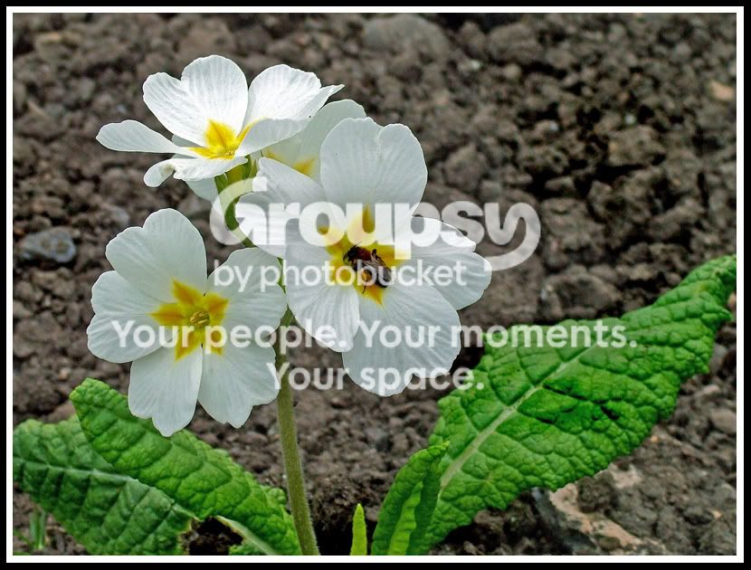 Flowers.jpg