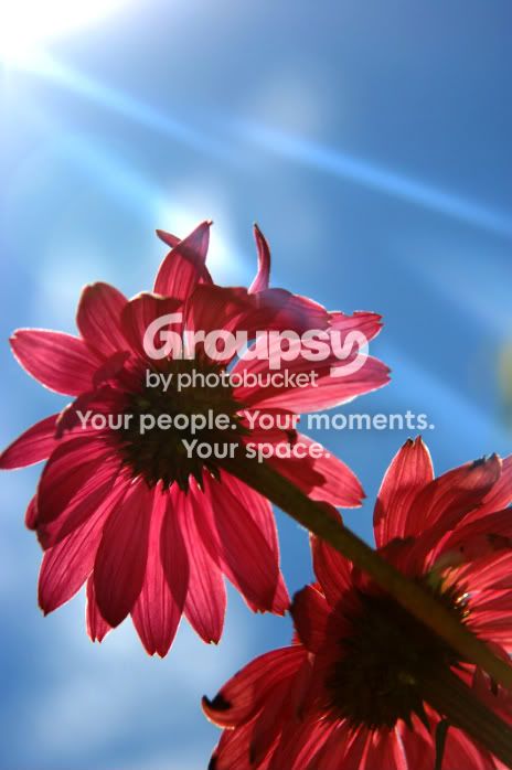 sunnyflowers.jpg