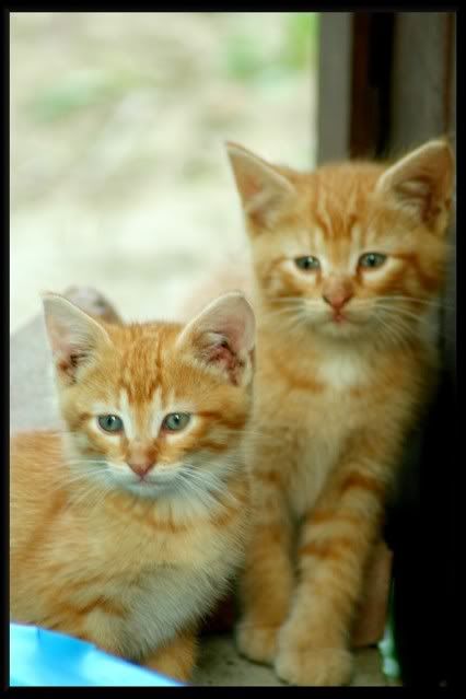 babykitties.jpg