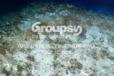 coral.jpg