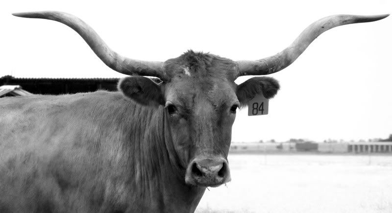 100_1463BW.jpg