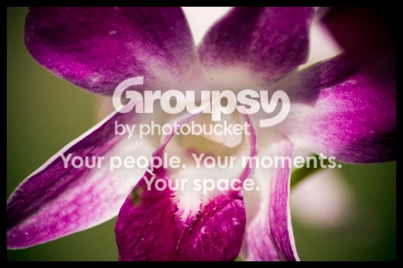 purpleflower.jpg