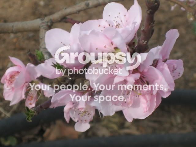 TheBoonieswfamily040.jpg