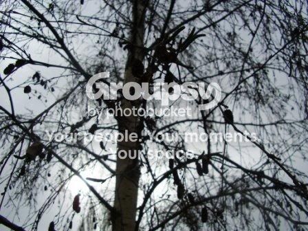 darktree.jpg