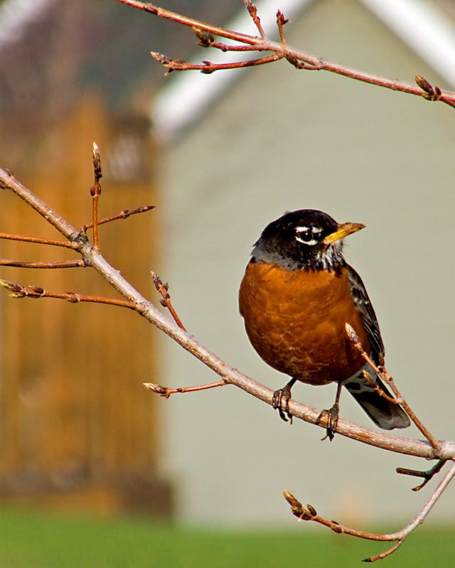 robin3.jpg