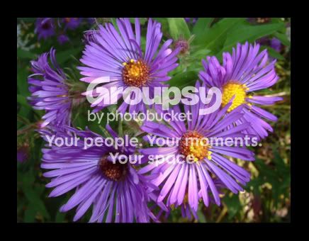 MacroFlower2.jpg