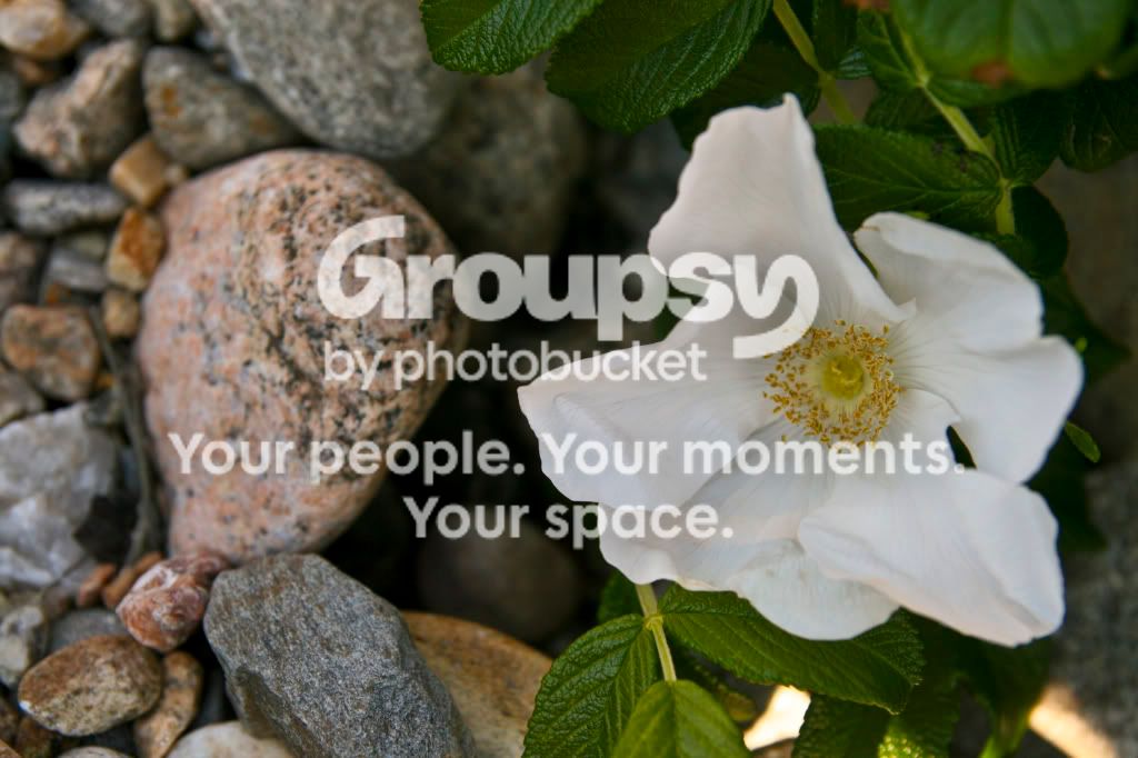 Flower.jpg