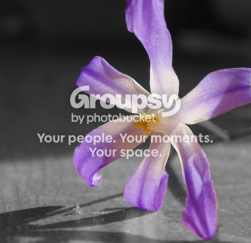 FlowerSelective.jpg