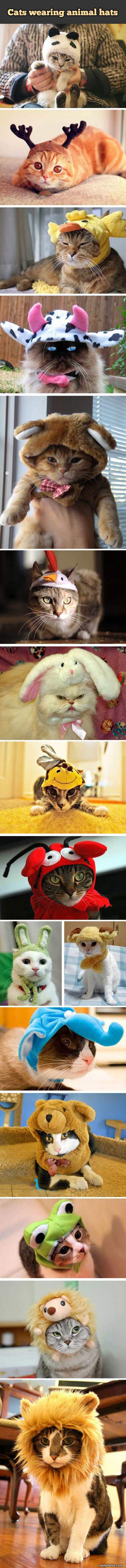 cats_wearing_hats.jpg