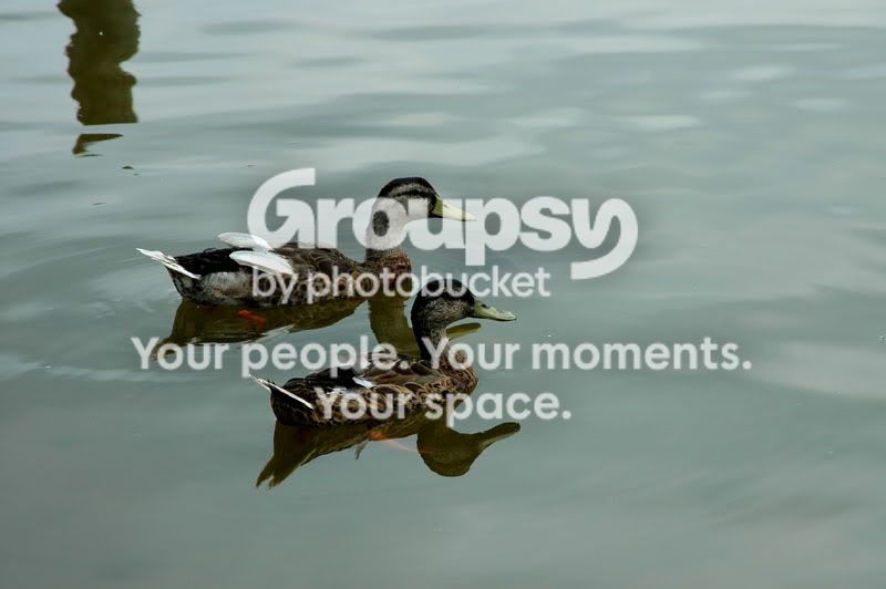 brotherducks.jpg