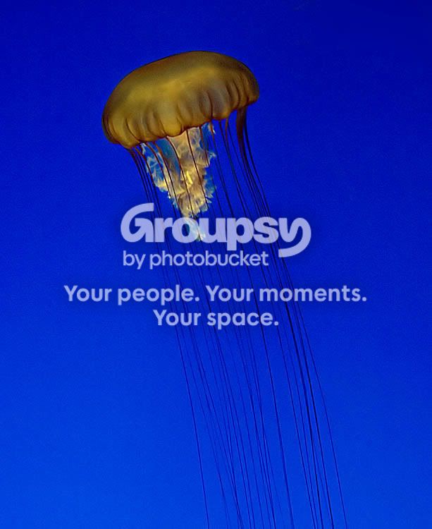 jelly2.jpg