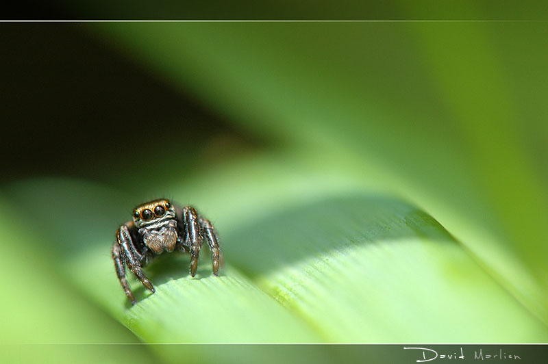 yeux03.jpg