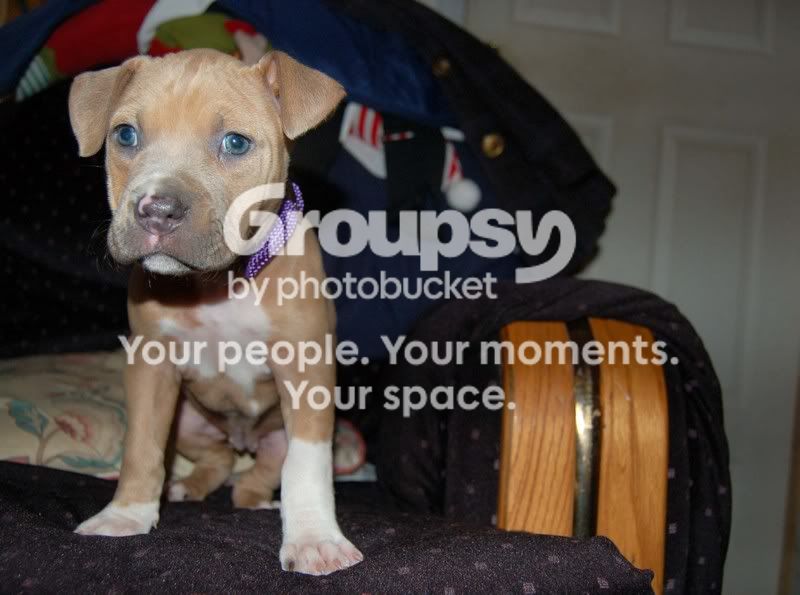 puppylowres6.jpg