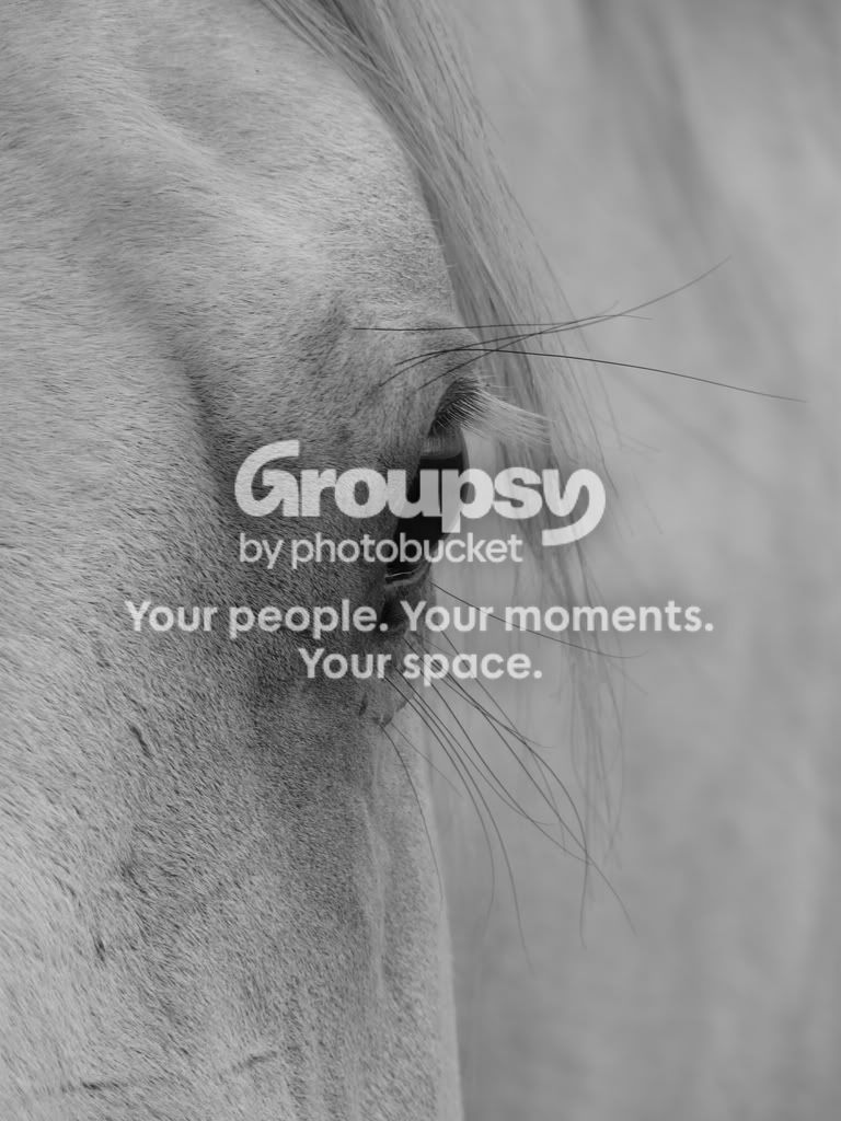 Horses71508018.jpg