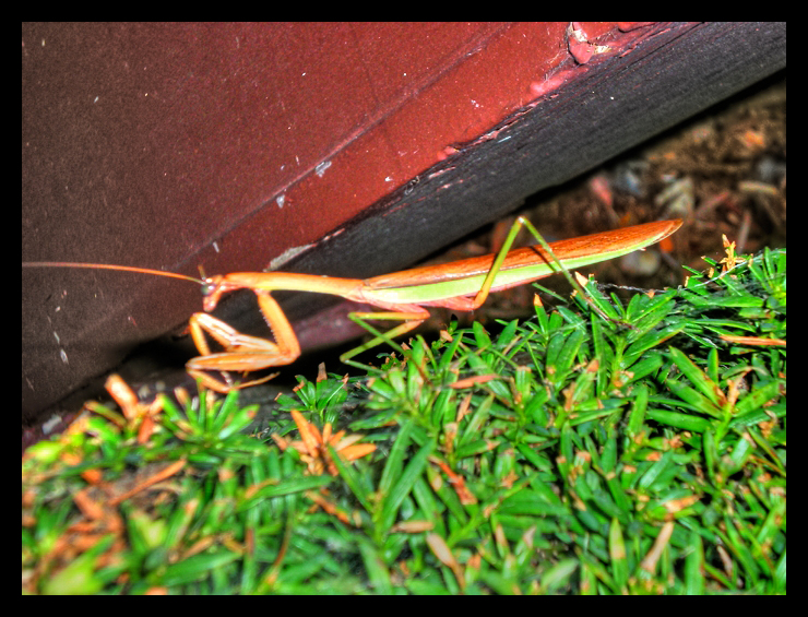 The_Preying_Mantis_by_s3vendays.jpg