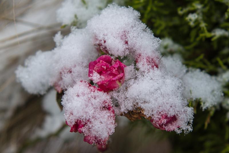 rosefrozen-1.jpg