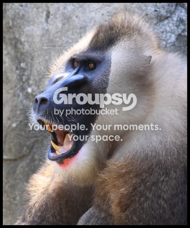 baboon.jpg