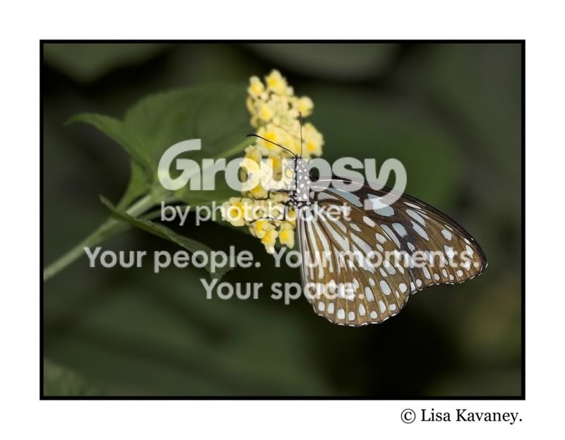 blueglassytiger-01.jpg