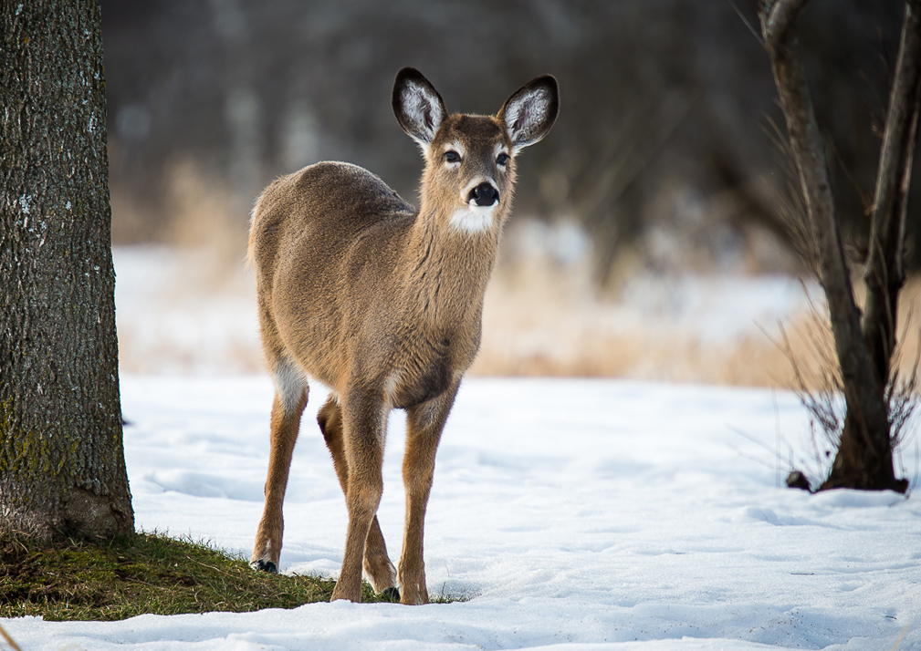 deer2.jpg
