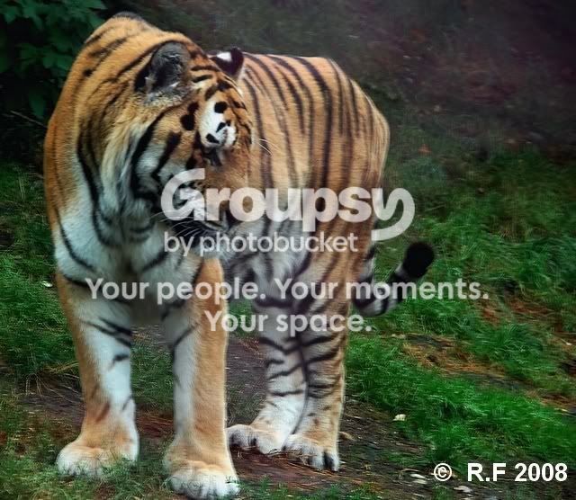 tiger3.jpg