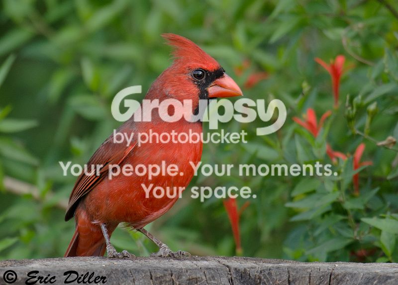 _ECD5298-copy800.jpg