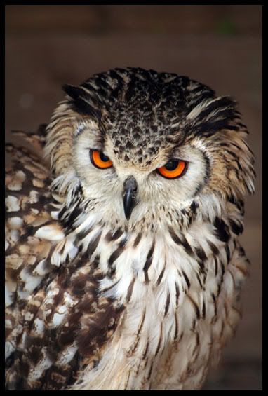 IMG_0224EuropeanEagleOwl.jpg