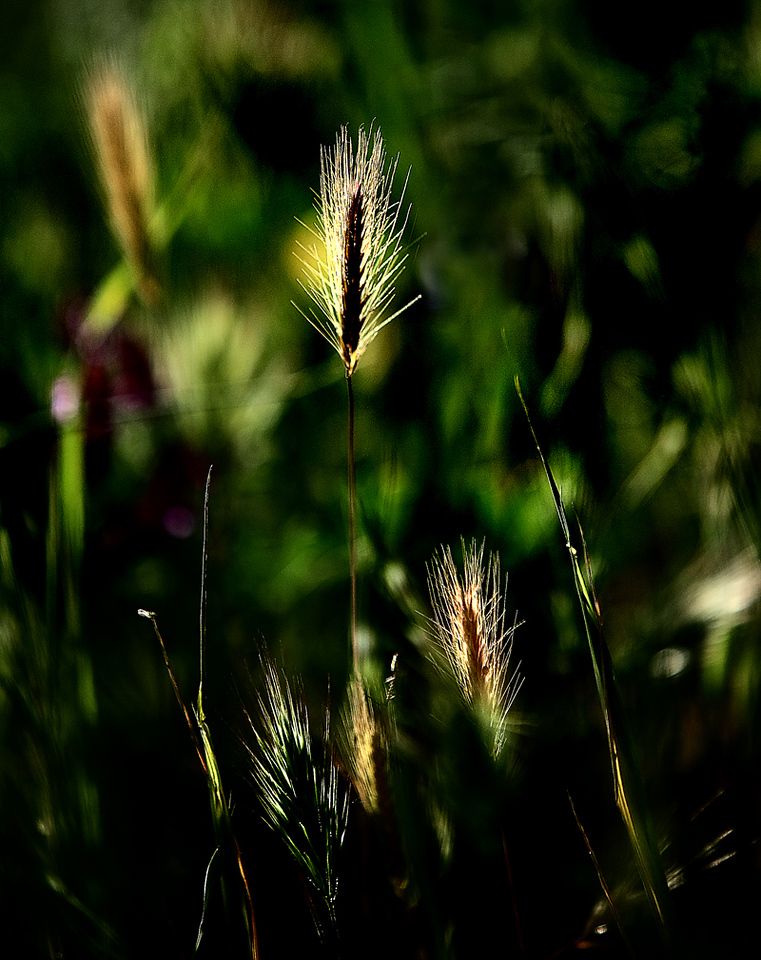 IMG_7159-X2.jpg