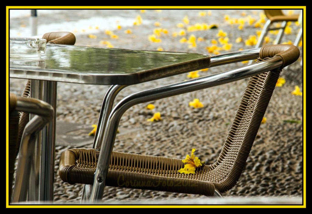 Yellow_Madeira_04.jpg