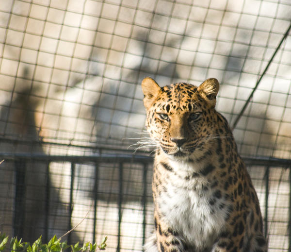 leopard_1_5_by_LytestylePhotography.jpg