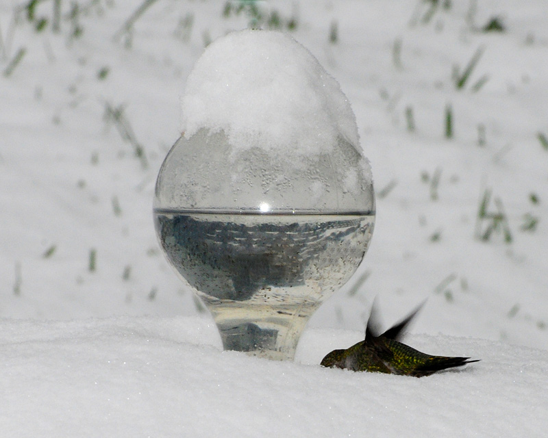 fSnowHummerNov22-800.jpg
