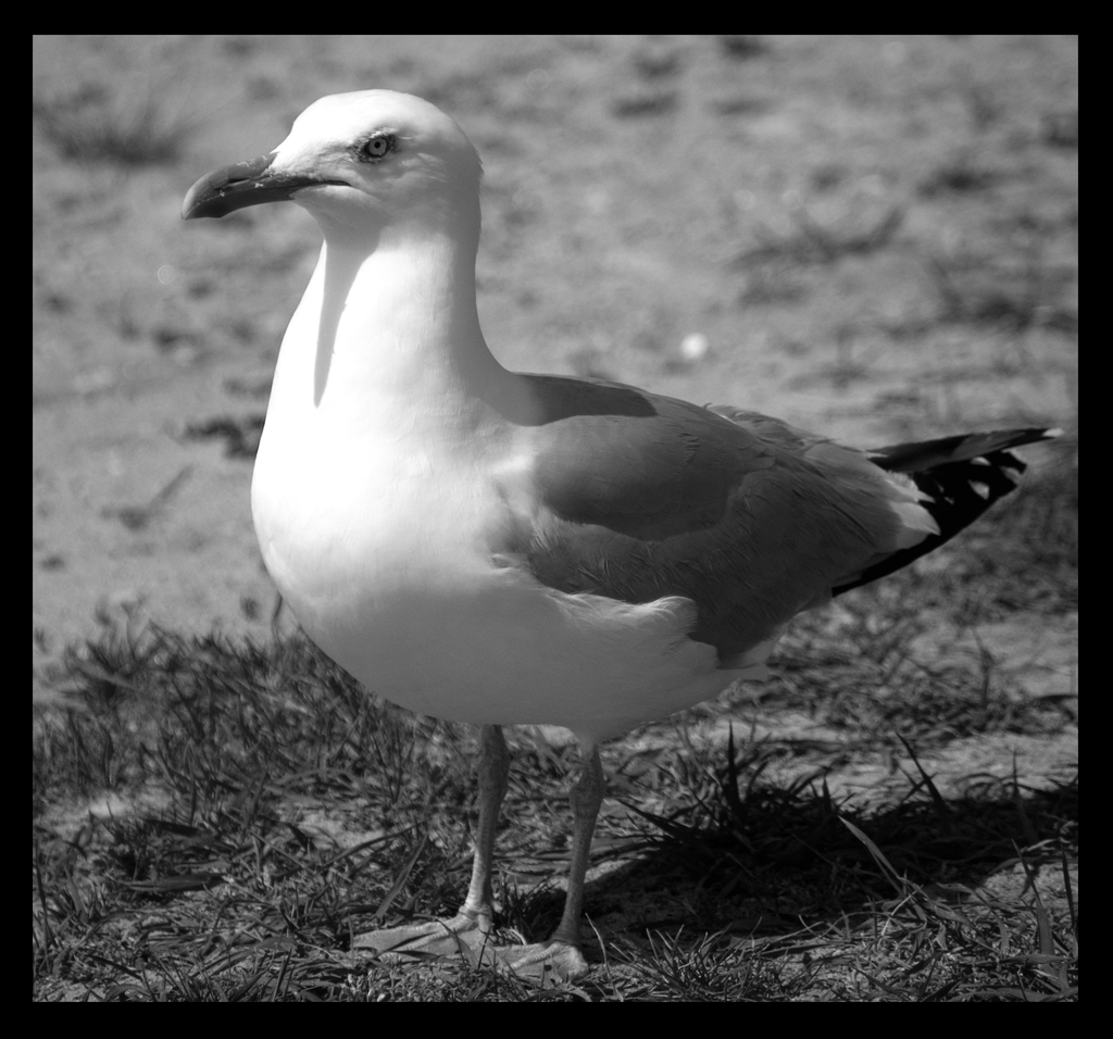 SeaGull.png
