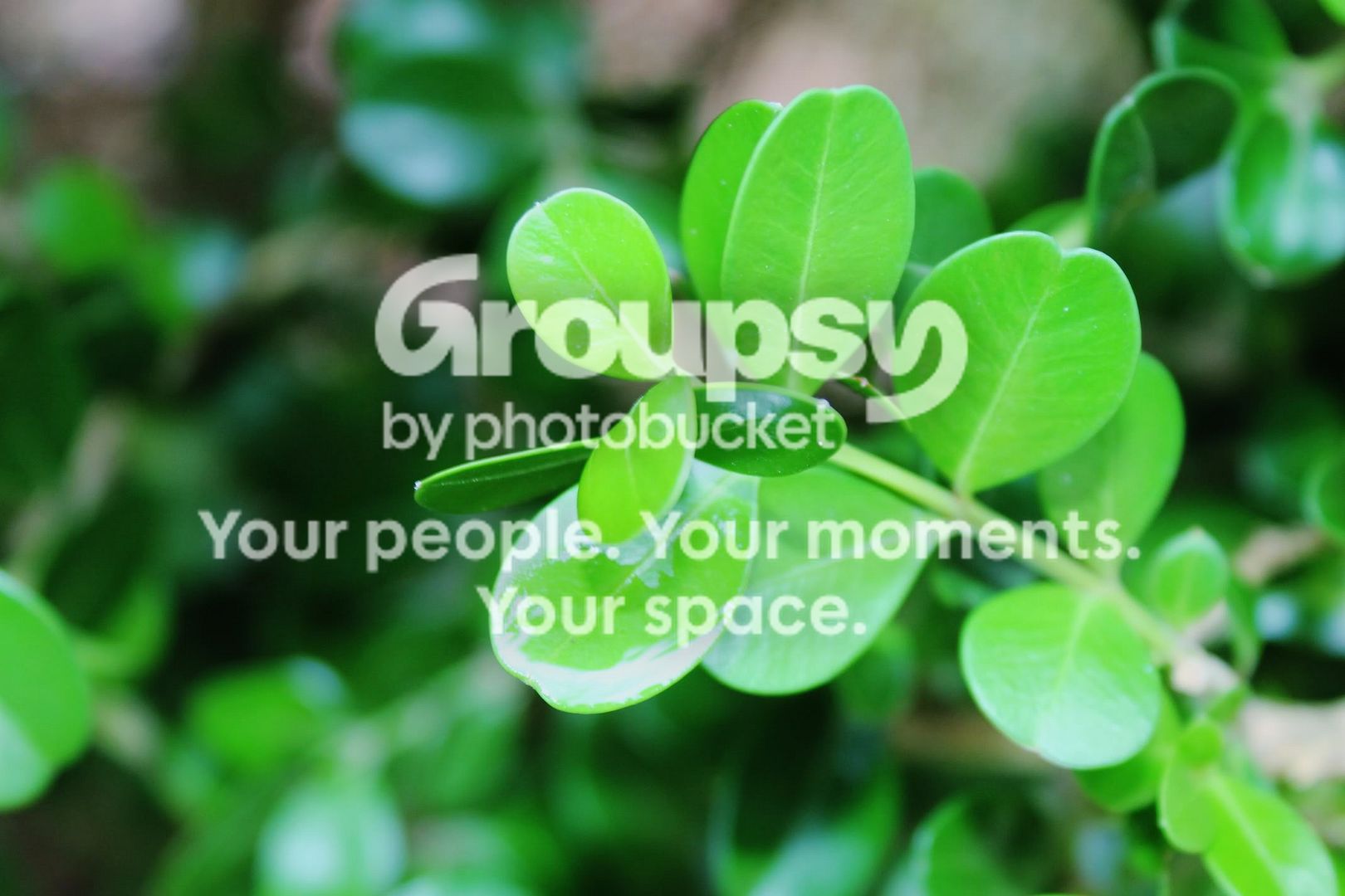 Nature045.jpg