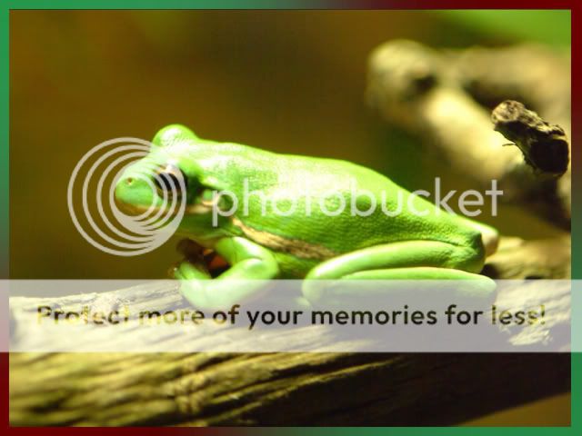 Froggy.jpg