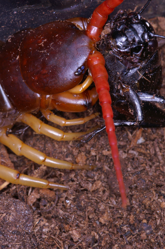 scolopendra1.jpg