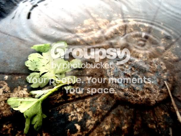 waterleaf.jpg