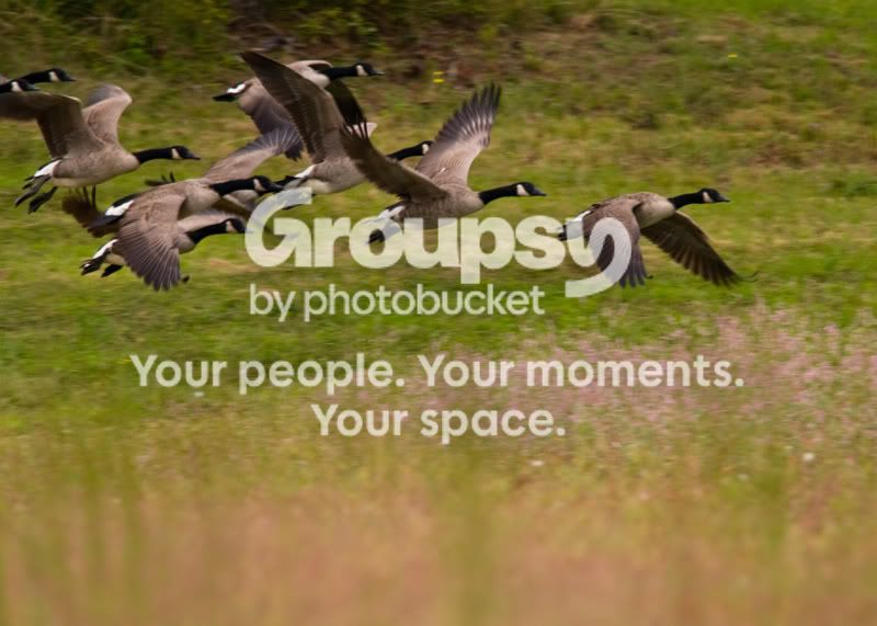 Geese-Landing-01.jpg